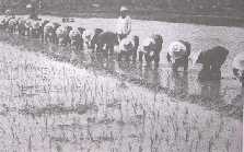 Rice field