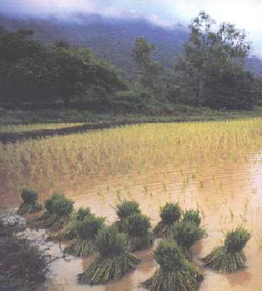 Rice in Thailand