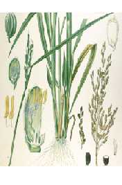 Oryza sativa (linn)